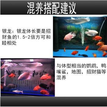 七彩銀龍魚多少錢一條啊（七彩銀龍魚價格范圍）