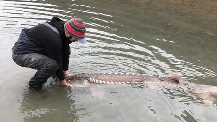 怎樣訓龍魚吃飼料視頻（如何訓練龍魚吃飼料） 怎樣訓龍魚吃飼料視頻（如何訓練龍魚吃飼料） 龍魚百科 第2張