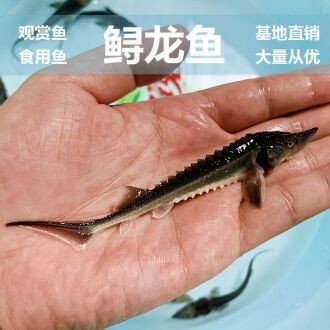 怎樣訓龍魚吃飼料視頻（如何訓練龍魚吃飼料） 怎樣訓龍魚吃飼料視頻（如何訓練龍魚吃飼料） 龍魚百科 第3張