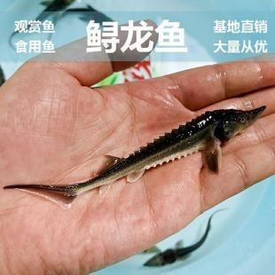怎樣訓龍魚吃飼料視頻（如何訓練龍魚吃飼料） 怎樣訓龍魚吃飼料視頻（如何訓練龍魚吃飼料） 龍魚百科 第4張
