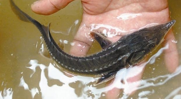 怎樣訓龍魚吃飼料視頻（如何訓練龍魚吃飼料） 怎樣訓龍魚吃飼料視頻（如何訓練龍魚吃飼料） 龍魚百科 第5張