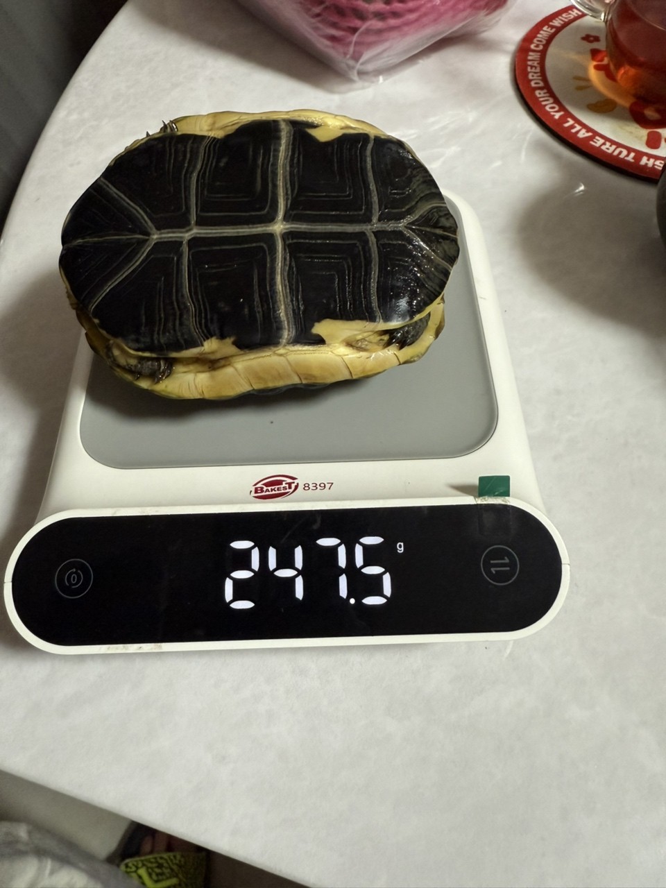 招財3年就大這麼點