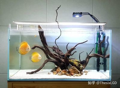 隴川縣章鳳藍(lán)鳥水族經(jīng)營(yíng)店（隴川縣章鳳藍(lán)鳥水族經(jīng)營(yíng)店電話）