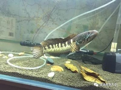 黃金眼雷龍魚（飼養黃金眼雷龍魚需要注意以下幾點）