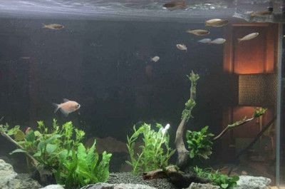 高錳酸鉀魚(yú)缸消毒的方法：高錳酸鉀魚(yú)缸消毒方法