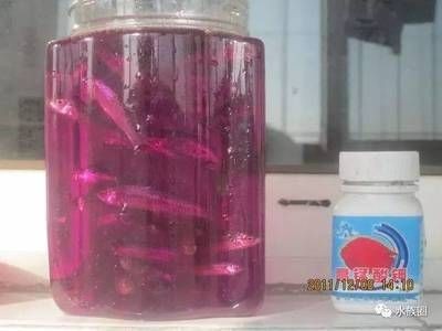 高錳酸鉀魚(yú)缸消毒的方法:高錳酸鉀魚(yú)缸消毒方法