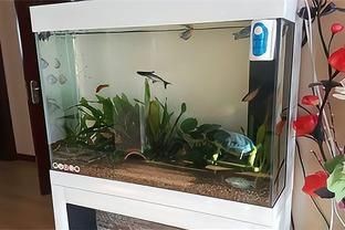 北京路市場佳寶觀賞魚店（北京路市場佳寶觀賞魚店電話）