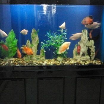 新買的魚缸需要經過幾個步驟包括清洗、消毒、養水和最后的魚類放入：新買的魚缸使用流程