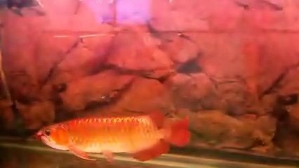 紅龍魚混養好還是單養好？：與紅龍魚混養的關鍵因素需要考慮與紅龍魚混養的因素 紅龍魚混養好還是單養好？：與紅龍魚混養的關鍵因素需要考慮與紅龍魚混養的因素 龍魚百科 第1張