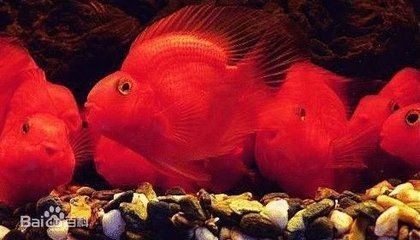 <strong><mark>梁山</mark></strong>縣三湖印象水族館（<strong><mark>梁山</mark></strong>縣三湖印象水族館電話）