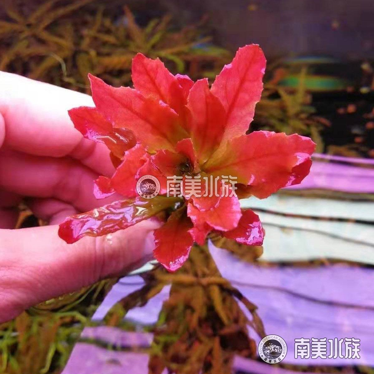 英國大白治療龍魚寄生蟲（英國大白片是一種專門針對龍魚的藥物）