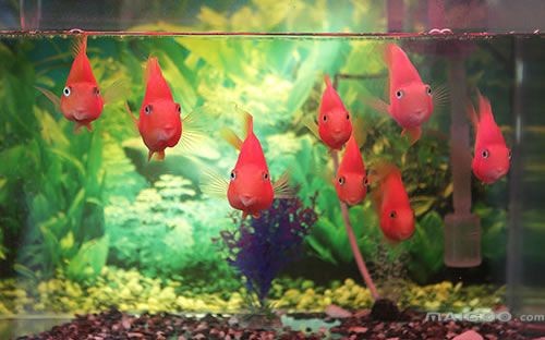 魚缸用品牌排行榜：2024年魚缸十大品牌排行榜 魚缸用品牌排行榜：2024年魚缸十大品牌排行榜 魚缸百科 第1張