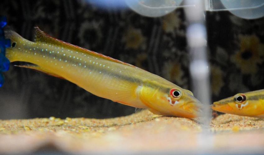 孔雀龍魚介紹圖片欣賞