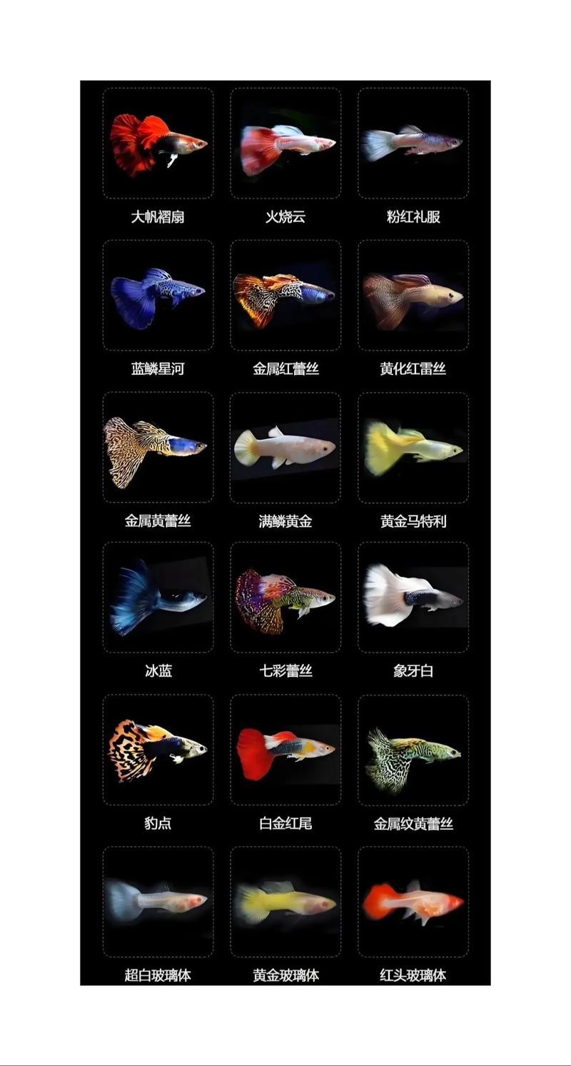 孔雀龍魚介紹圖片欣賞