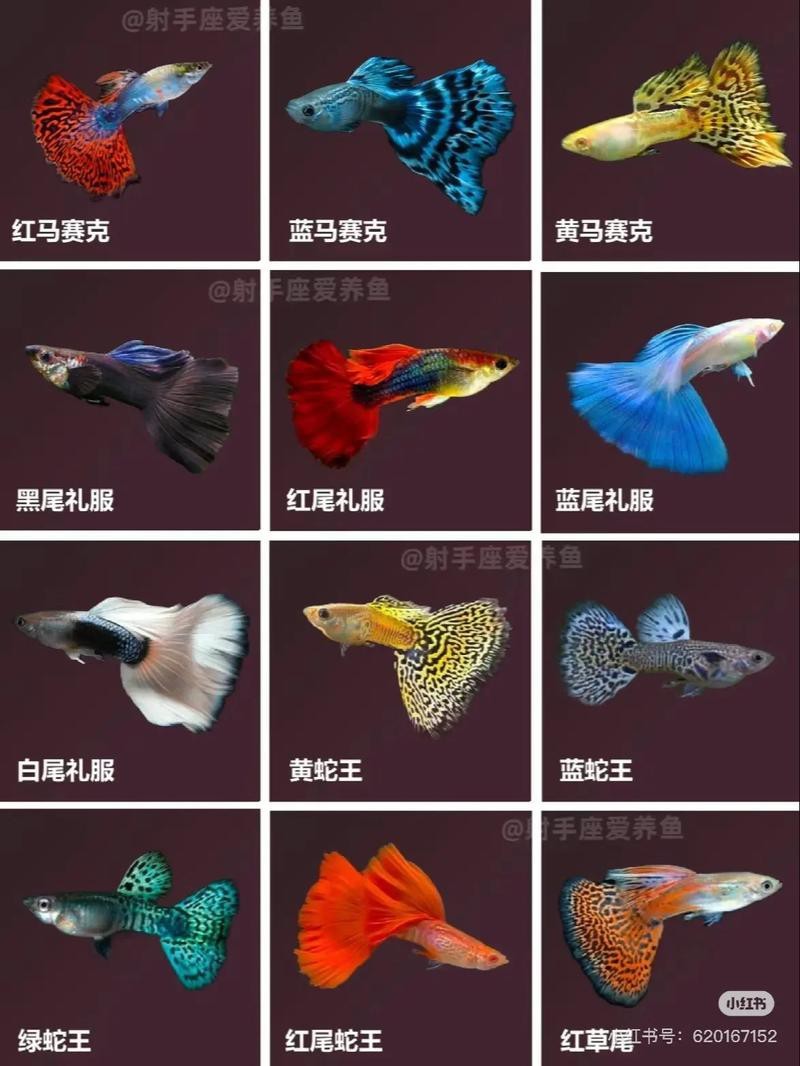 孔雀龍魚介紹圖片欣賞