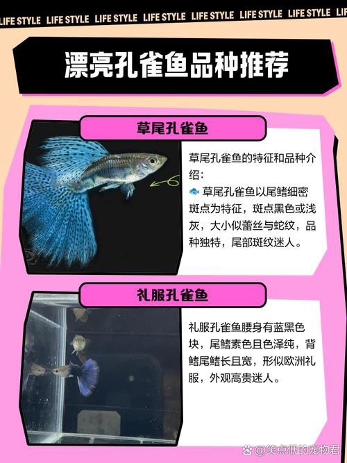 孔雀龍魚介紹圖片欣賞