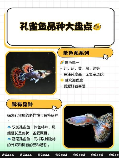 孔雀龍魚介紹圖片欣賞