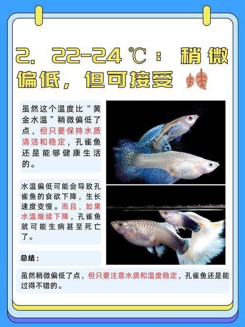 孔雀龍魚介紹圖片欣賞