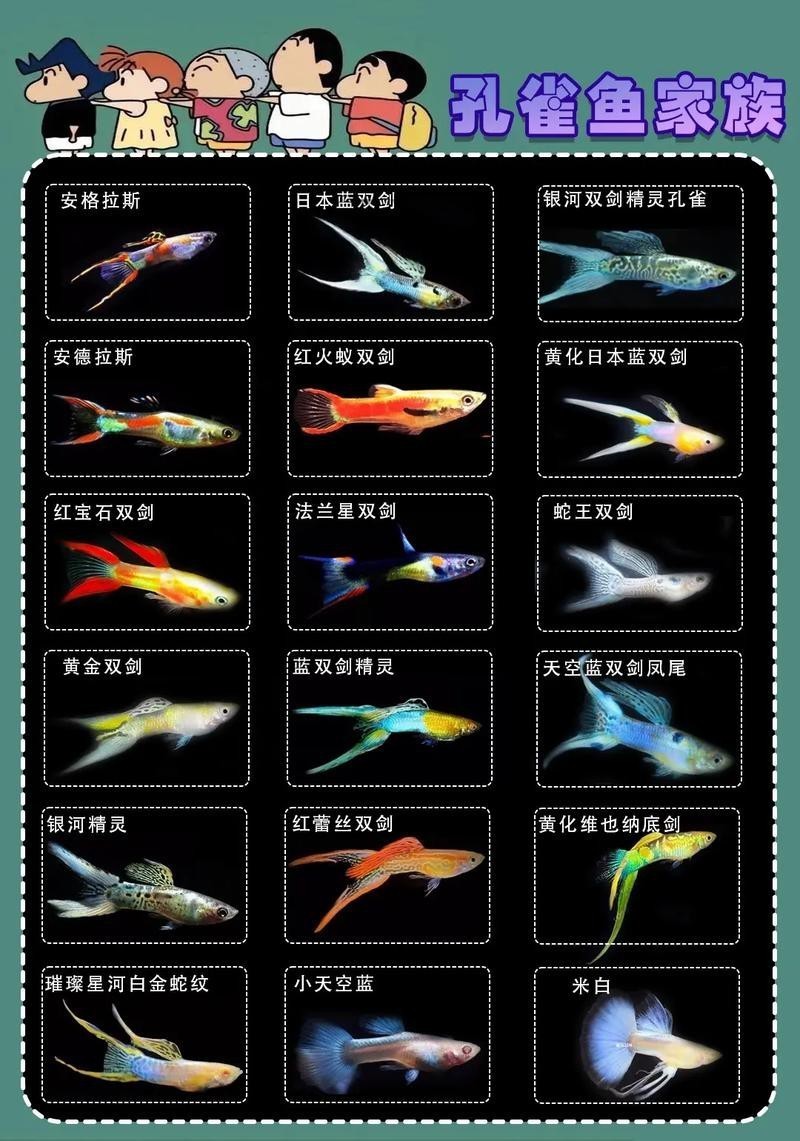 孔雀龍魚介紹圖片欣賞