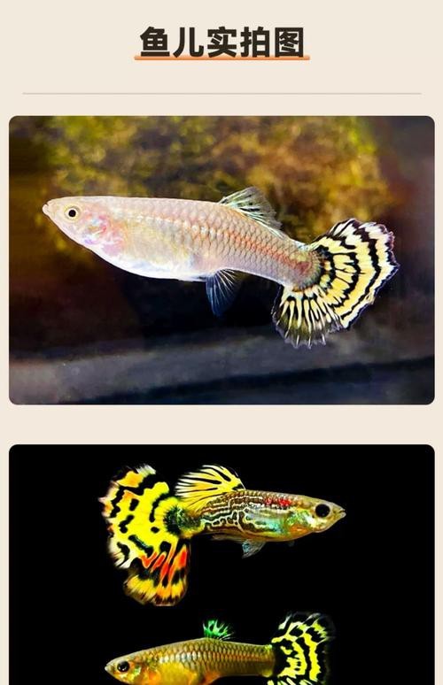 孔雀龍魚介紹圖片欣賞