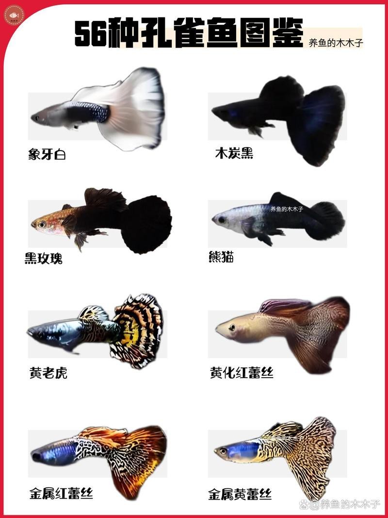 孔雀龍魚介紹圖片欣賞
