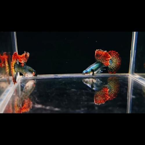 孔雀龍魚介紹圖片欣賞