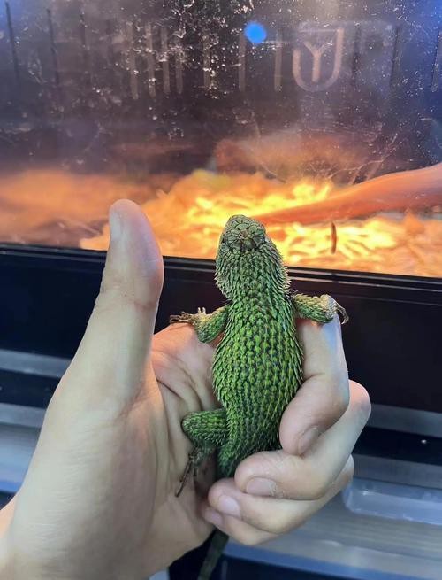 孔雀龍魚介紹圖片欣賞
