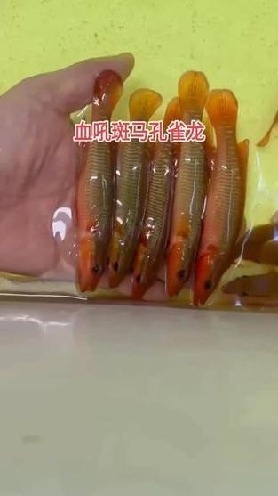 孔雀龍魚介紹圖片欣賞