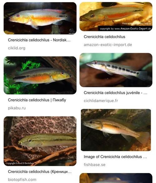 孔雀龍魚介紹圖片欣賞