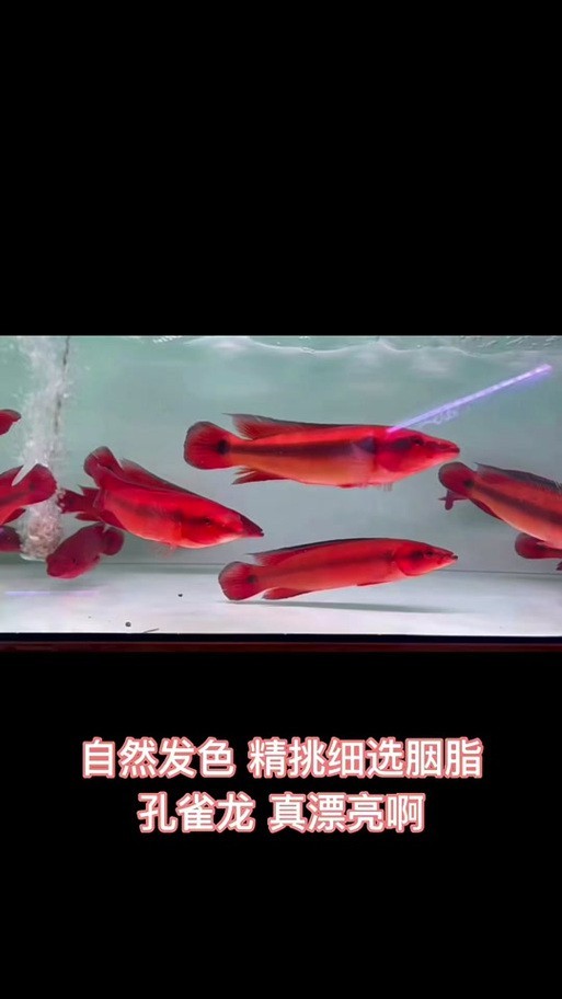 孔雀龍魚介紹圖片欣賞
