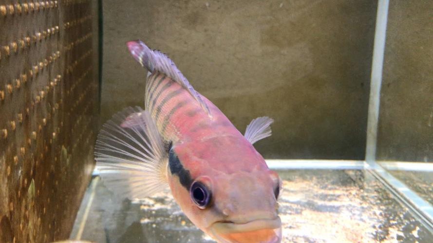 孔雀龍魚介紹圖片欣賞