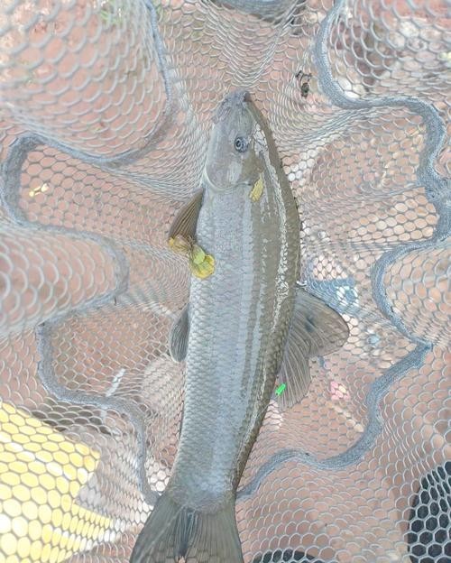 青龍魚和金龍魚的區別在哪里啊圖片