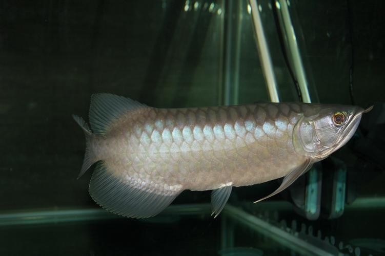 青龍魚和金龍魚的區別在哪里啊圖片