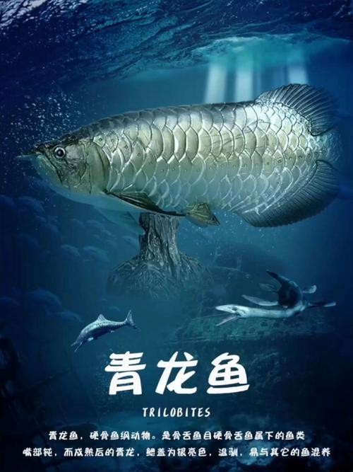 青龍魚和金龍魚的區別在哪里啊圖片