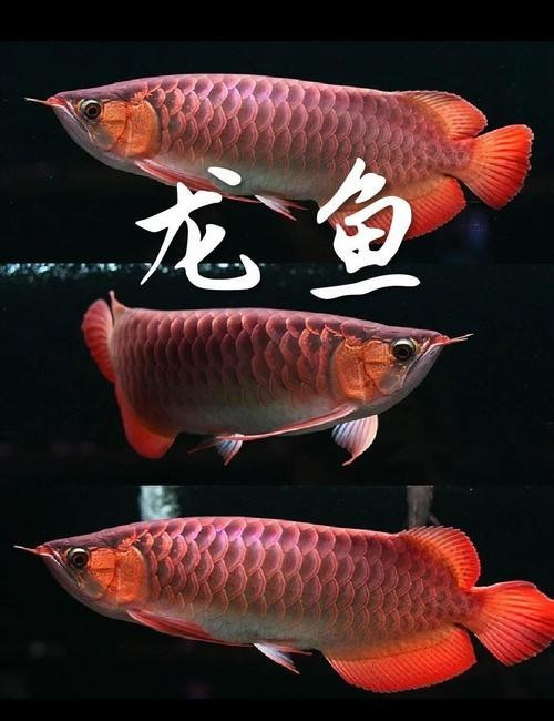 青龍魚和金龍魚的區別在哪里啊圖片