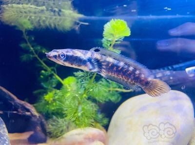 血斑一型雷龍魚(yú)保護(hù)色是什么呀的：血斑一型雷龍魚(yú)的保護(hù)色