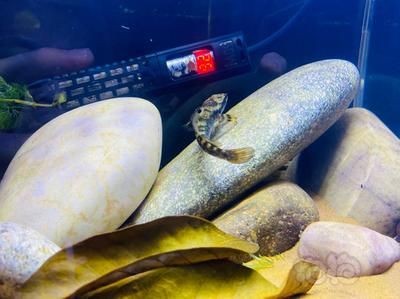 血斑一型雷龍魚(yú)保護(hù)色是什么呀的：血斑一型雷龍魚(yú)的保護(hù)色