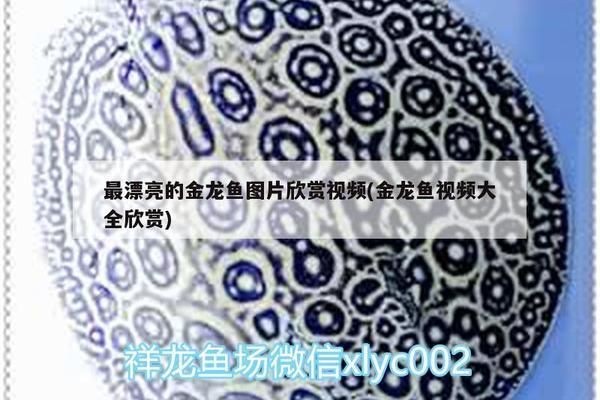 品相最好的金龍魚是什么品種的（過背金龍魚和金頭過背金龍魚價格5000-10000元）