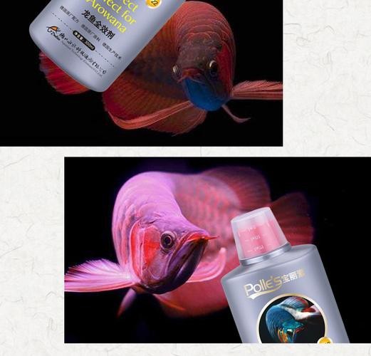 推薦幾款適合金龍魚的驅蟲藥