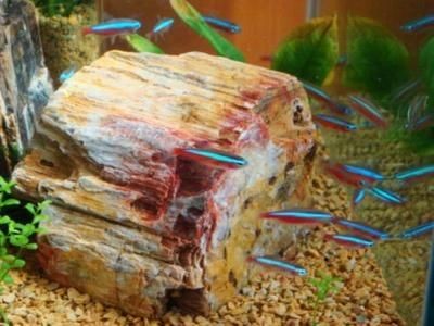國外魚缸造景視頻分享國外魚缸造景視頻：水草缸造景：國外魚缸造景教程