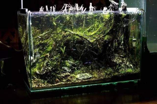 國外魚缸造景視頻分享國外魚缸造景視頻：水草缸造景：國外魚缸造景教程
