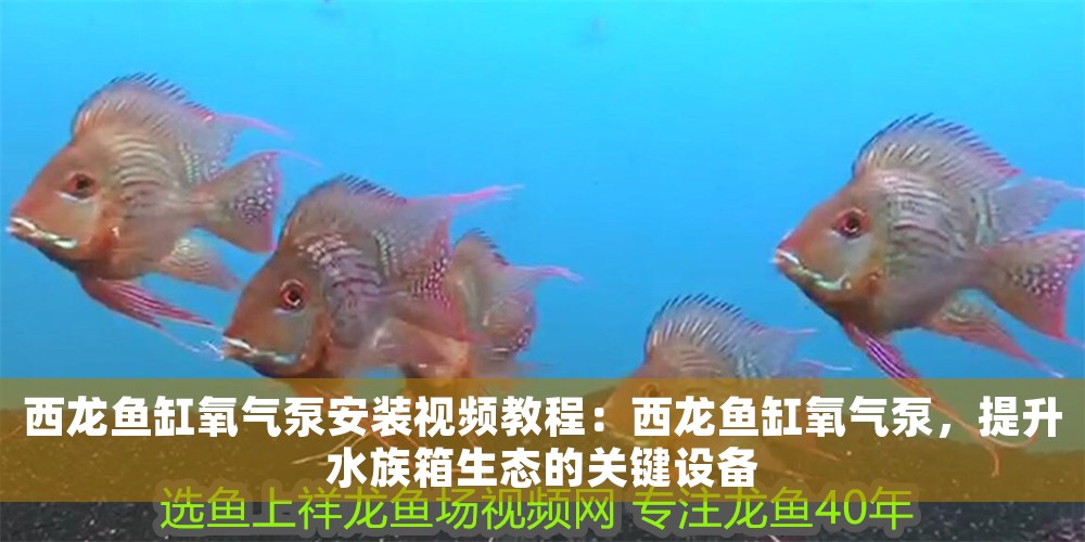 西龍魚缸氧氣泵安裝視頻教程：西龍魚缸氧氣泵，提升水族箱生態的關鍵設備