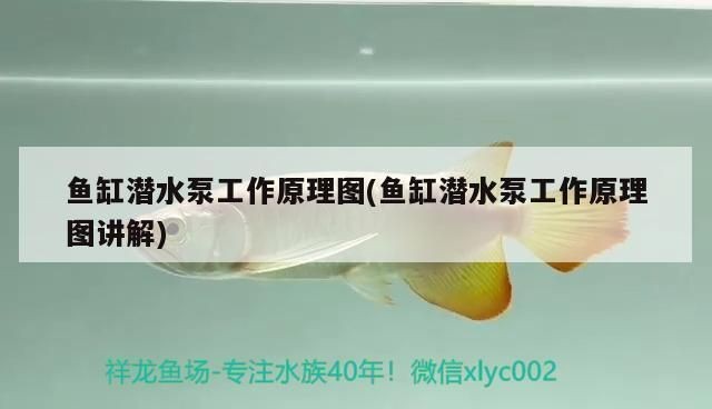 魚(yú)缸泵工作原理動(dòng)態(tài)圖：魚(yú)缸泵工作原理及其動(dòng)態(tài)圖 魚(yú)缸泵工作原理動(dòng)態(tài)圖：魚(yú)缸泵工作原理及其動(dòng)態(tài)圖 魚(yú)缸百科 第1張