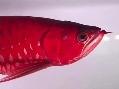 紅龍魚的最大尺寸是多少（世界上最大的紅龍魚有多大360問答紅龍魚能長多大）