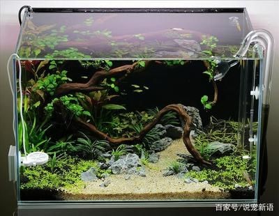 魚缸水草的養護難度、美觀程度和養護難度、適合初學者嘗試種植：如何選擇適合自己的水草 魚缸水草的養護難度、美觀程度和養護難度、適合初學者嘗試種植：如何選擇適合自己的水草 魚缸百科 第1張