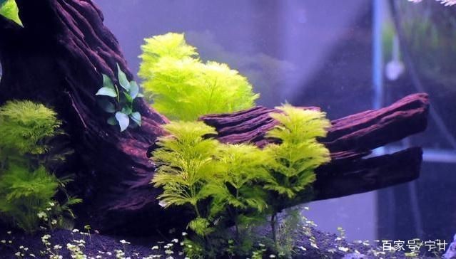 魚缸水草的養護難度、美觀程度和養護難度、適合初學者嘗試種植：如何選擇適合自己的水草 魚缸水草的養護難度、美觀程度和養護難度、適合初學者嘗試種植：如何選擇適合自己的水草 魚缸百科 第4張