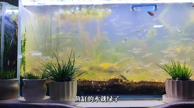 魚缸養河蚌的注意事項及注意事項：養河蚌的注意事項