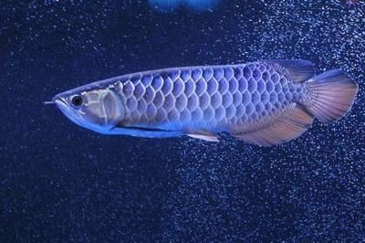 金龍魚最好的品種有哪些名字大全（金龍魚品種鑒賞要點金龍魚品種價格對比金龍魚養護技巧指南）