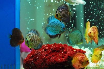 魚缸底沙的選擇和搭配:底濾魚缸鋪底沙可以幫助于養(yǎng)魚愛好者構(gòu)建更健康、和諧的魚缸環(huán)境 魚缸百科 第3張 魚缸底沙的選擇和搭配:底濾魚缸鋪底沙可以幫助于養(yǎng)魚愛好者構(gòu)建更健康、和諧的魚缸環(huán)境 魚缸底沙的選擇和搭配:底濾魚缸鋪底沙可以幫助于養(yǎng)魚愛好者構(gòu)建更健康、和諧的魚缸環(huán)境 魚缸百科 第3張