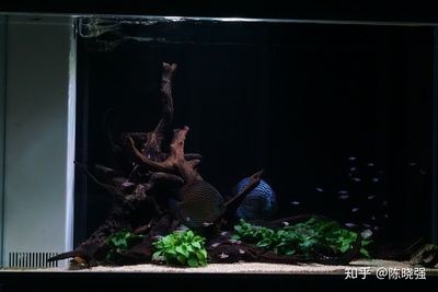 魚缸底沙的選擇和搭配：底濾魚缸鋪底沙可以幫助于養(yǎng)魚愛好者構(gòu)建更健康、和諧的魚缸環(huán)境 魚缸底沙的選擇和搭配：底濾魚缸鋪底沙可以幫助于養(yǎng)魚愛好者構(gòu)建更健康、和諧的魚缸環(huán)境 魚缸百科 第2張